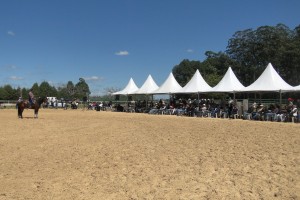 congresso cavalos