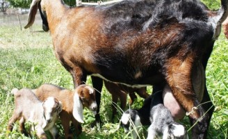Recomendações e cuidados com as crias de ovinos e caprinos