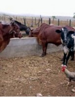 Orientações para gerenciar a atividade leiteira numa propriedade