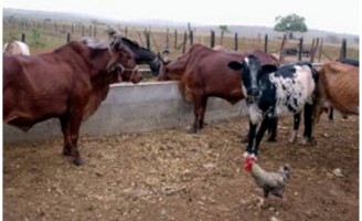 Orientações para gerenciar a atividade leiteira numa propriedade