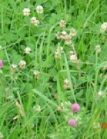 Como proteger as pastagens da ocupação de plantas daninhas