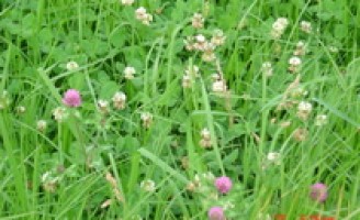 Como proteger as pastagens da ocupação de plantas daninhas