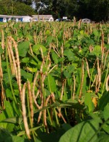 Uso de inoculante dá mais produtividade ao feijão-caupi ou feijão de corda