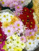 O agricultor pode fazer novos cursos de capacitação em floricultura de graça