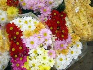 flores