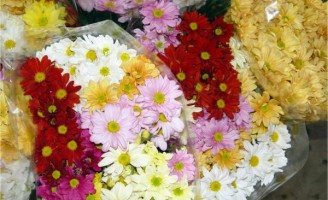 O agricultor pode fazer novos cursos de capacitação em floricultura de graça