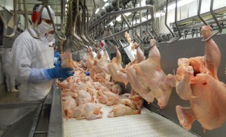 Cresce a opção do mercado consumidor por produtos livres de antibióticos