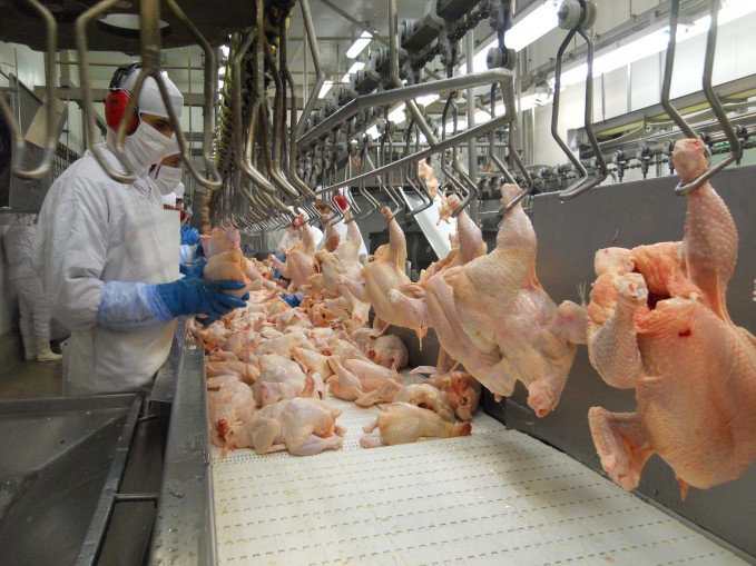 Cresce a opção do mercado consumidor por produtos livres de antibióticos