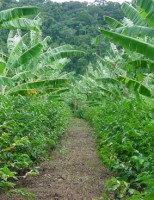 Agricultor ganha mais com o uso da técnica de multi cultivos