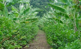 Agricultor ganha mais com o uso da técnica de multi cultivos