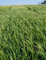 Venda bilateral de produtos vai estreitar comércio entre Brasil e Ucrânia