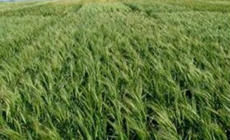 Venda bilateral de produtos vai estreitar comércio entre Brasil e Ucrânia