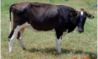 Métodos para tentar evitar a tristeza parasitária bovina