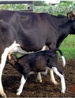 A importância de fazer a secagem das vacas para um novo parto mais produtivo e cria saudável