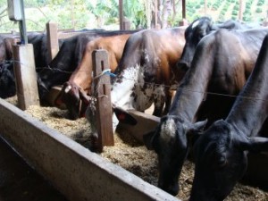 vacas
