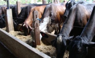 Governo vai mudar as regras para combater a tuberculose e brucelose