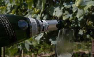 O Vinho e o doce <br><br>Por Fernando Tony