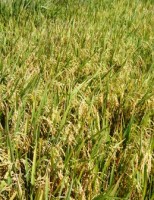 Novas sementes para o cultivo de arroz