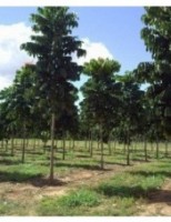 Madeira nobre movimenta o mercado brasileiro com meio bilhão de reais