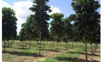 Madeira nobre movimenta o mercado brasileiro com meio bilhão de reais