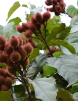 Sementes de urucum com mais teor de corante