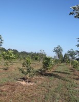 Árvores do sistema integrado lavoura/floresta ajudam a manter água no solo