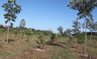 Árvores do sistema integrado lavoura/floresta ajudam a manter água no solo