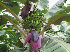 banana (1)
