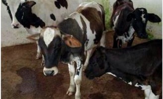 Os bezerros podem ser mais saudáveis quando a vaca é apartada mais cedo