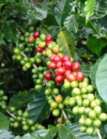 Brasil suspende negócios de café com o Peru