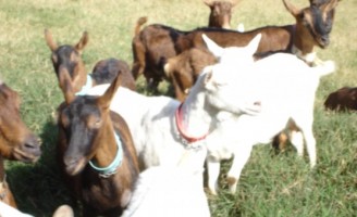 Centros de produção de cordeiros orientam melhorar a produção de carne