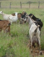 Aplicação de verbas para incentivo à caprinovinocultura no nordeste