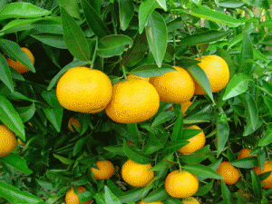 citros_sem_sementes