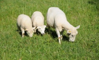 Aprendendo a cuidar das crias de ovinos o produtor tem mais benefícios