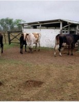 Um bom administrador garante boa renda para a atividade leiteira