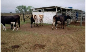 Um bom administrador garante boa renda para a atividade leiteira
