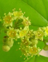 Incentivo à produção de flores ornamentais da caatinga