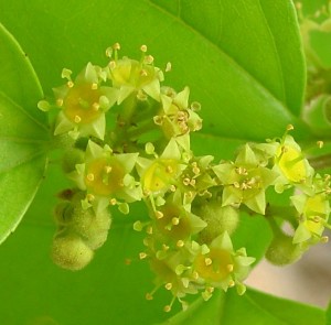 flores da caatinga