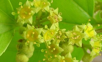 Incentivo à produção de flores ornamentais da caatinga