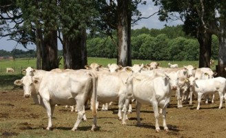 Eficiência da produção pecuária reduz emissão de gases-estufa