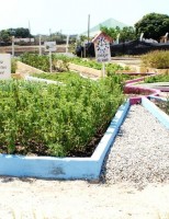 Pequeno produtor pode ganhar mais com cultivo de plantas condimentares
