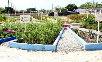 Pequeno produtor pode ganhar mais com cultivo de plantas condimentares