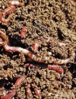 Húmus de minhoca feito com resíduos orgânico