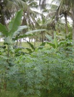 Consórcio de mandioca entre fileiras de bananeira tipo Terra dobra a renda