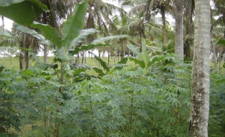 Consórcio de mandioca entre fileiras de bananeira tipo Terra dobra a renda