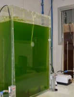 Tecnologia facilita a geração biodiesel e na decomposição de dejetos suínos