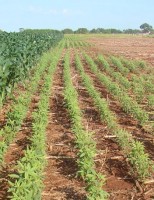 Como aumentar o teor de proteína na alimentação do rebanho na seca