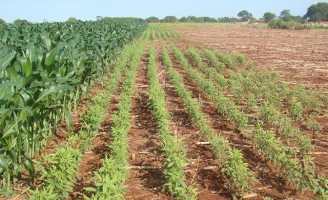 Como aumentar o teor de proteína na alimentação do rebanho na seca