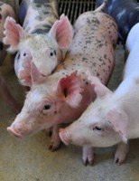 Organização Mundial da Saúde Animal reconhece estados brasileiros como zonas livres da peste suína