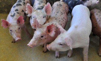 Organização Mundial da Saúde Animal reconhece estados brasileiros como zonas livres da peste suína